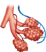 Silicosis Lung Disease